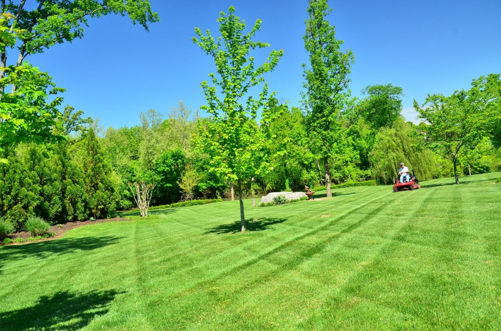 Steps for a green lawn with lush, healthy grass in a sunny backyard