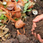 Summer Cedar Hands holding rich compost soil above a pile of kitchen scraps and eggshells, highlighting the sustainable gardening practice of turning garden waste into nutrient-rich compost for gardening. summercedar.com