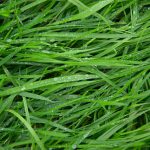 Summer Cedar Dew-kissed green grass blades creating a fresh and natural background in an eco-friendly, sustainable backyard. summercedar.com
