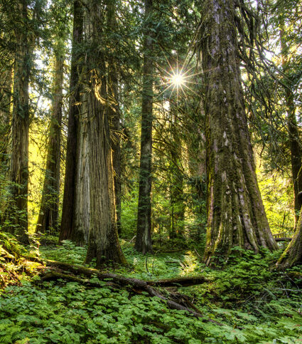 western red cedar e1756291523509